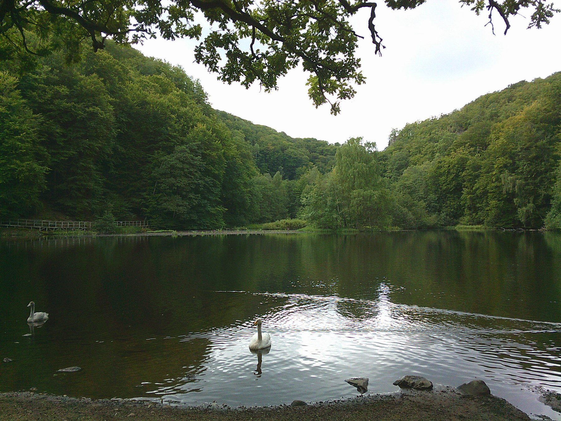 A wooded lake surrounded by dense green trees