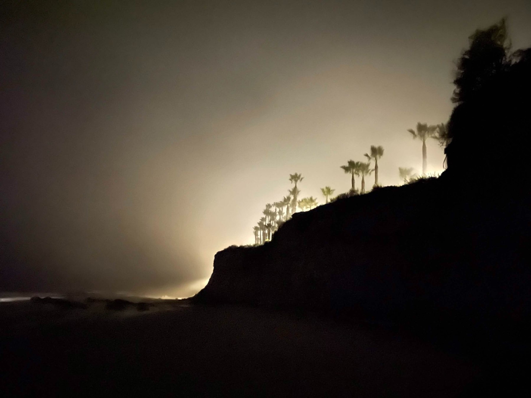 Foggy coastal palms process image associated with Coward